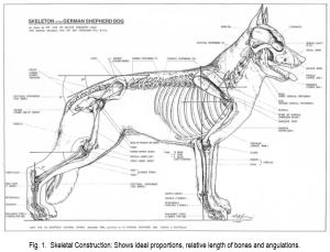 Breed Standard – German Shepherd Dog Council of Australia